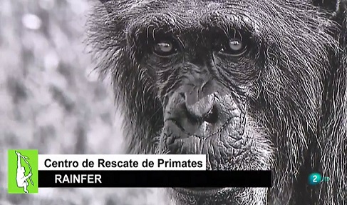 Primer plano de un chimpancé en blanco y negro