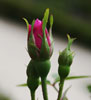 img-Flor de una planta