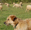 img-Perro pastor y ovejas en el campo