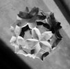 img-Flor de origami en blanco y negro