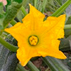 img-Flor amarilla