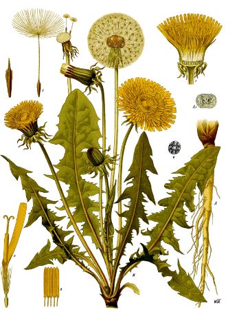 Representación del diente de león y sus diferentes nombres.Fuente:
https://commons.wikimedia.org/wiki/File:Taraxacum_officinale_-
_K%C3%B6hler%E2%80%93s_Medizinal-Pflanzen-135_0243-scan.jp