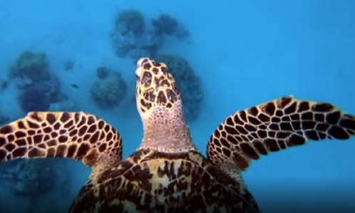 Foto de una tortuga marina desde arriba