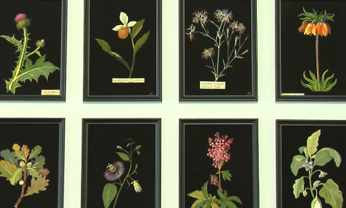 Ilustraciones de plantas
