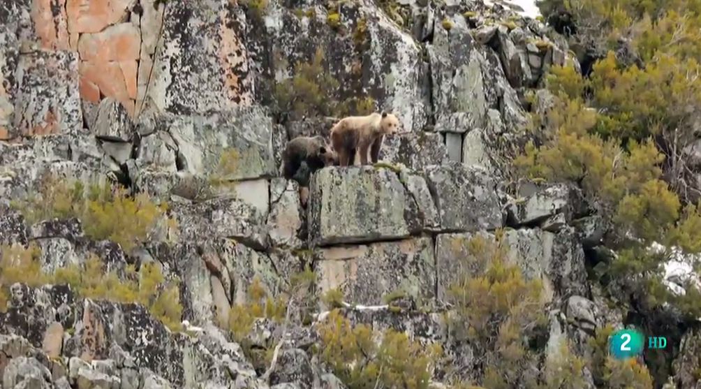 img-Dos osos sobre una roca