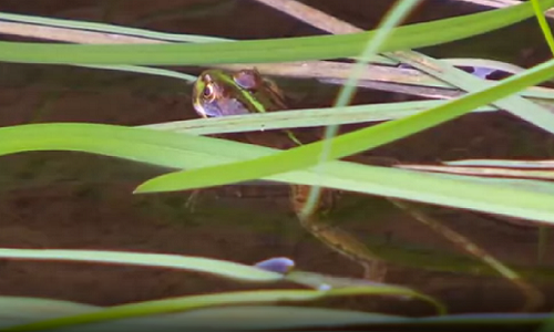 img-Foto de una rana en el agua