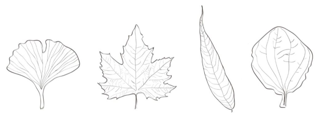 Hojas de ginkgo, arce, sauce y llantén. Ilustración de Lorena Lozano, 2018. Con licencia CC BY-SA 4.0