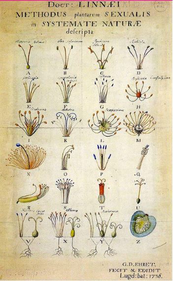 Sistema sexual de clasificación de las plantas de Carl Linnaeus (1736).Dominio público.