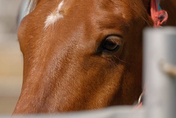 img-Caballo