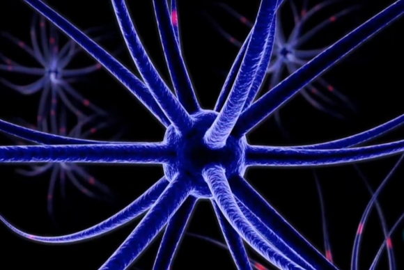 img-Red neuronal