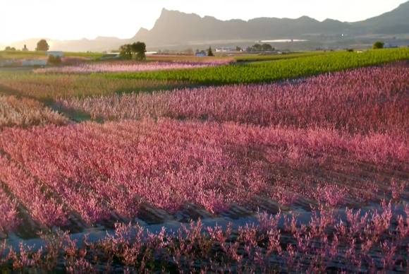 img-Imagen de frutales florecidos en Cieza