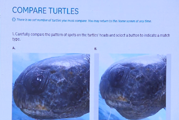 img-Imagen de la cabeza de una tortuga