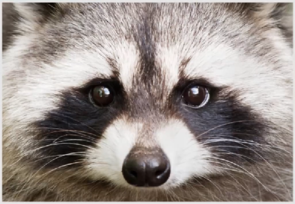 img-Especies invasoras, fotograma