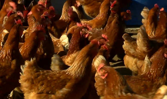 img-Gallinas felices, captura