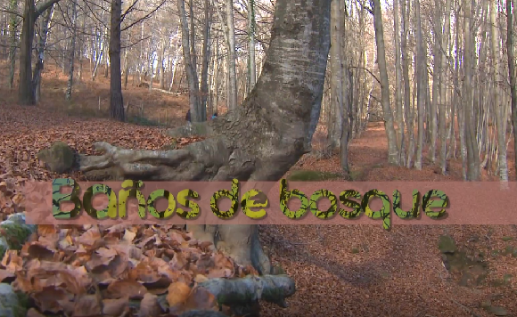 Baños de bosque. Captura