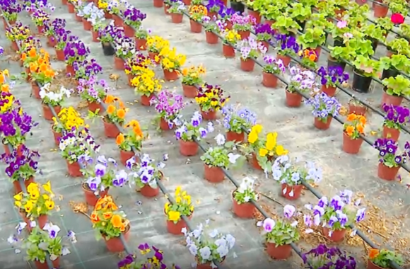 img-CULTIVA. Erasmus agrario. Captura
